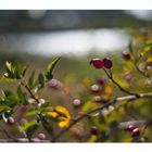 Bokeh by the Lake