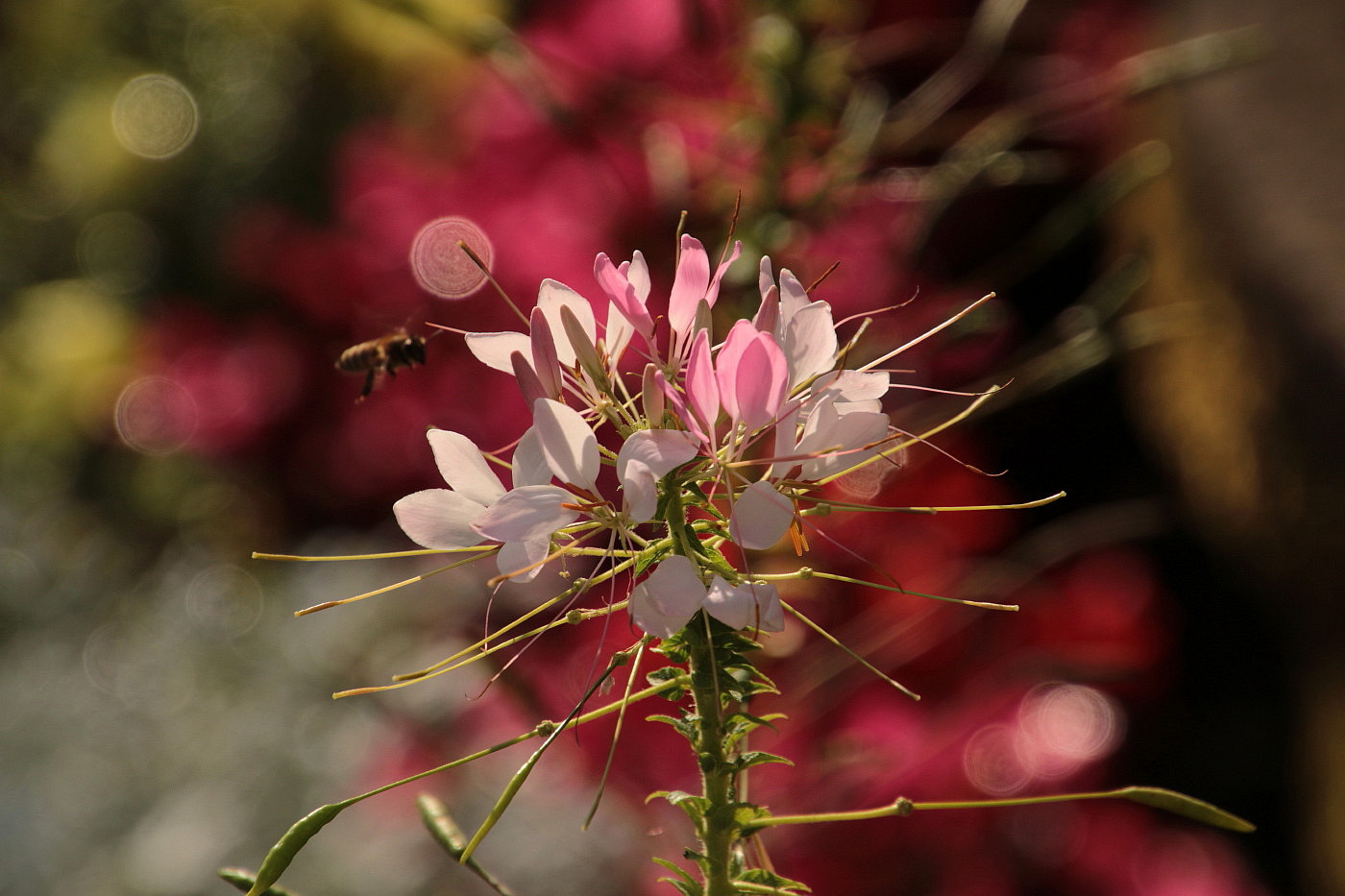 Bokeh