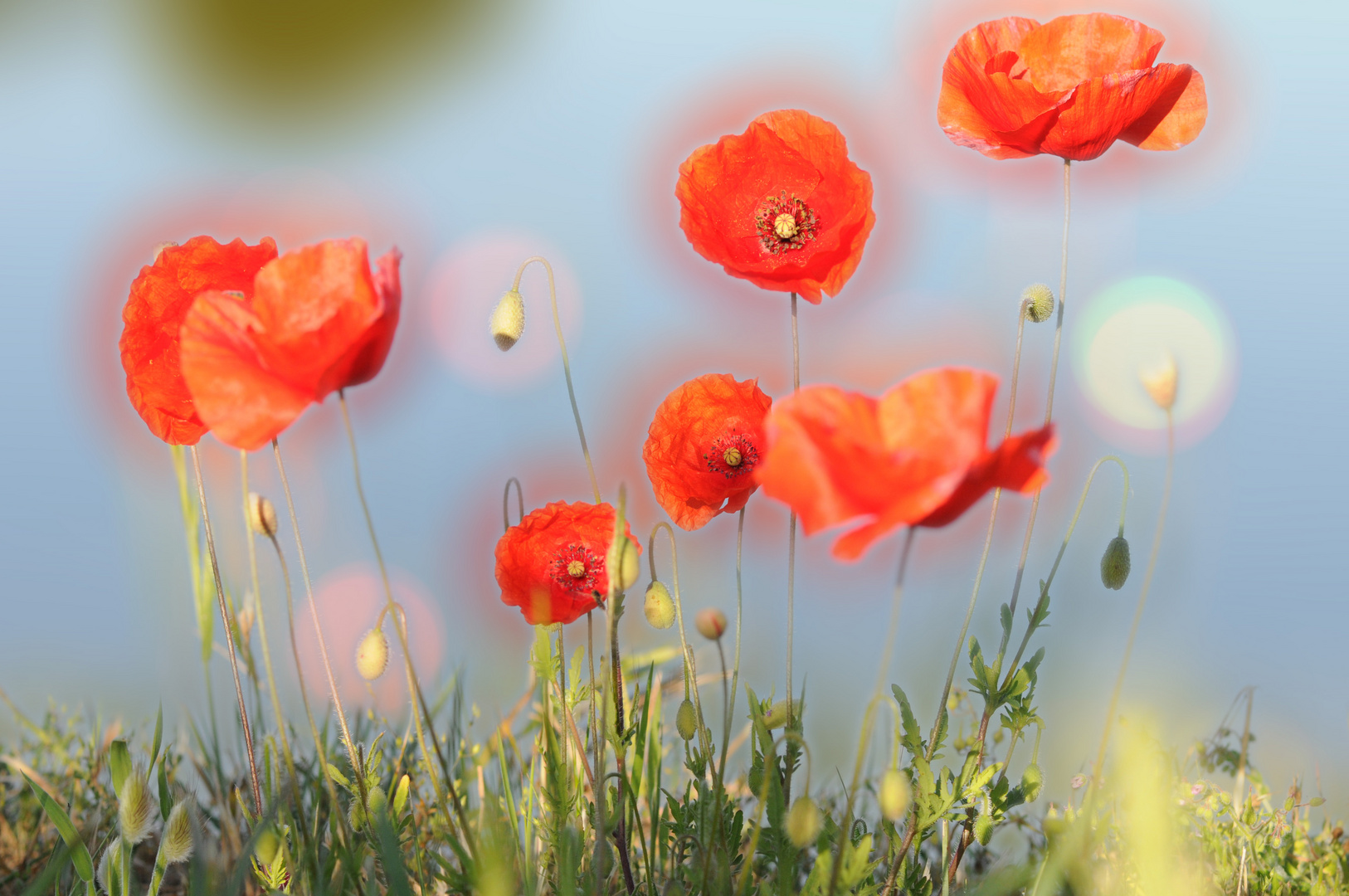 bokeh coquelicots