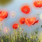 bokeh coquelicots