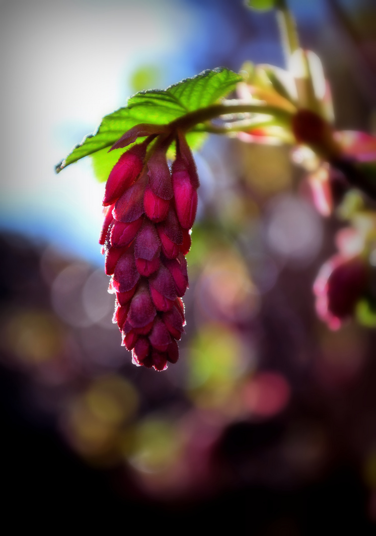 Bokeh de fleur !