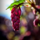 Bokeh de fleur !