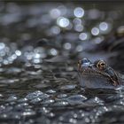 bokeh de grenouille