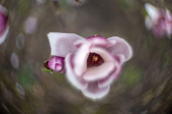 Bokeh des Kinon Superior I 1:1.6 f = 5 cm