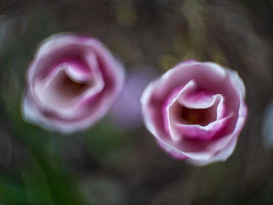 Bokeh des Kinon Superior I 1:1.6 f = 5 cm