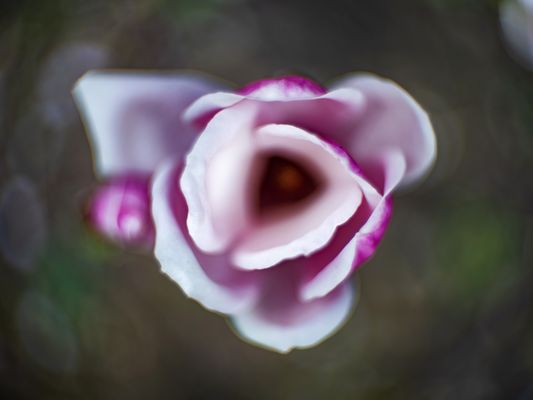 Bokeh des Kinon Superior I 1:1.6 f = 5 cm