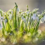 bokeh-glöckchen