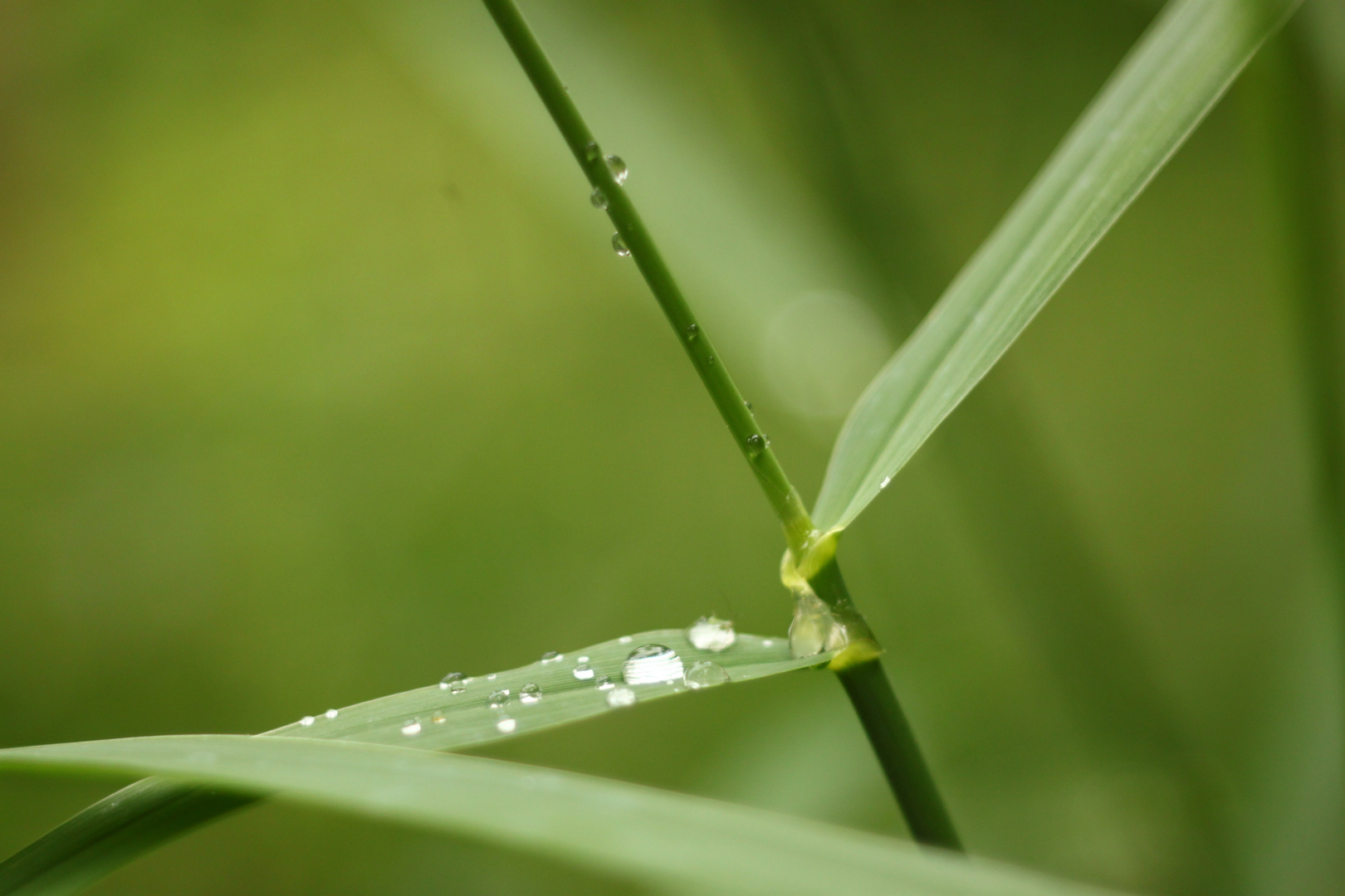 Bokeh Gräser nass Regen Tropfen