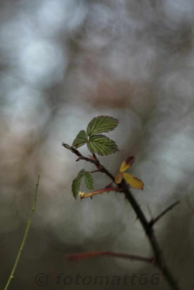 Bokeh im Herbst