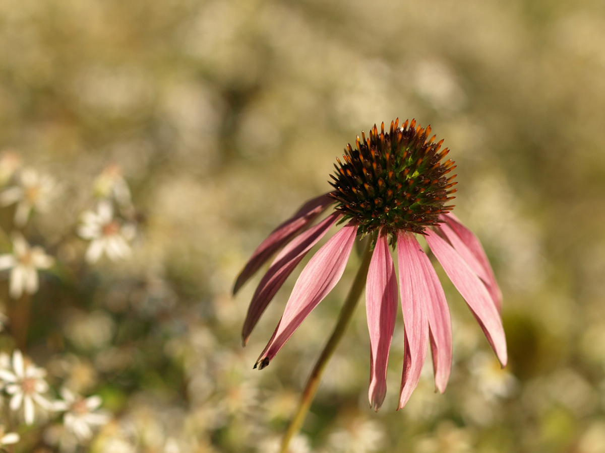 Bokeh ist schee....