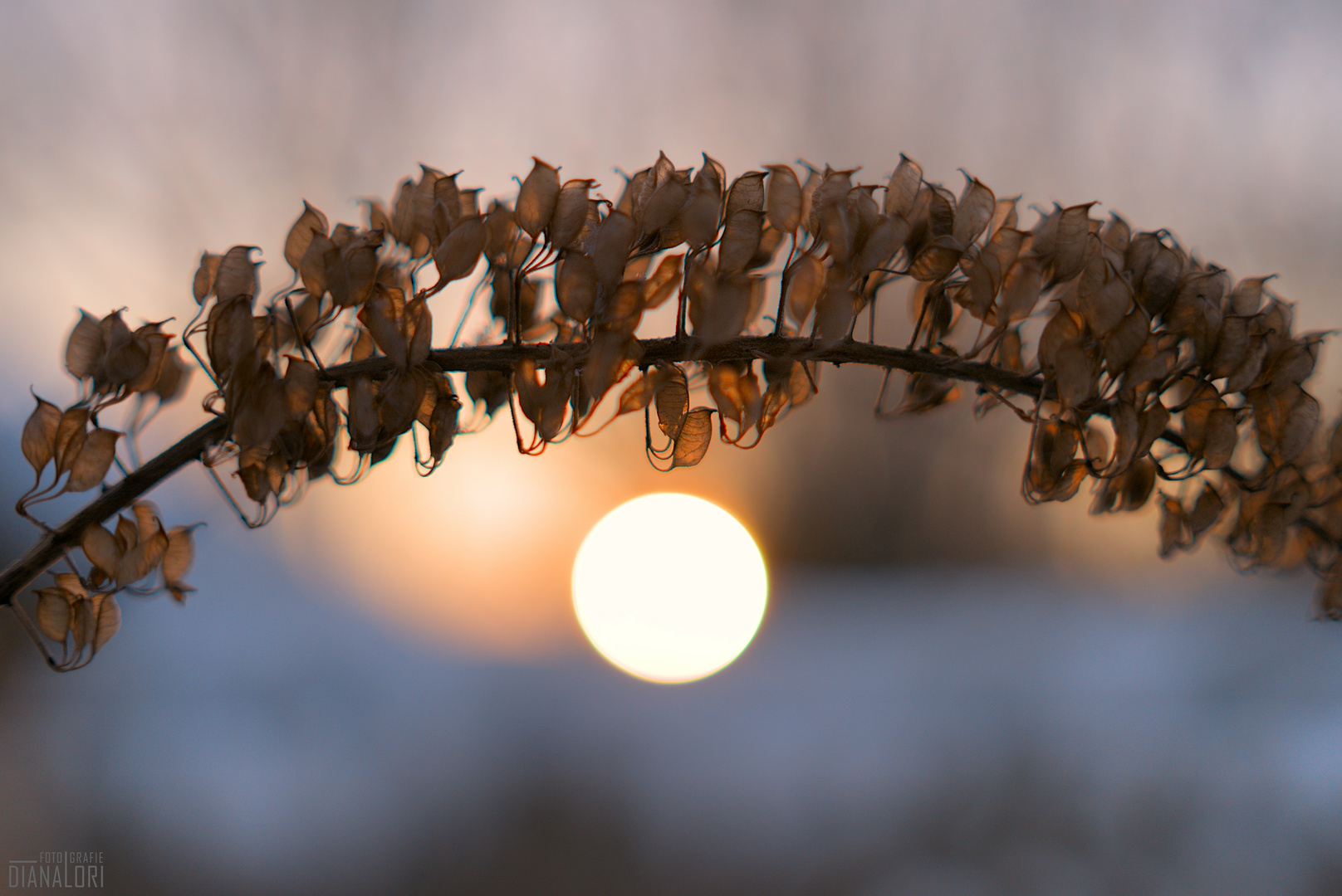 Bokeh-Liebe