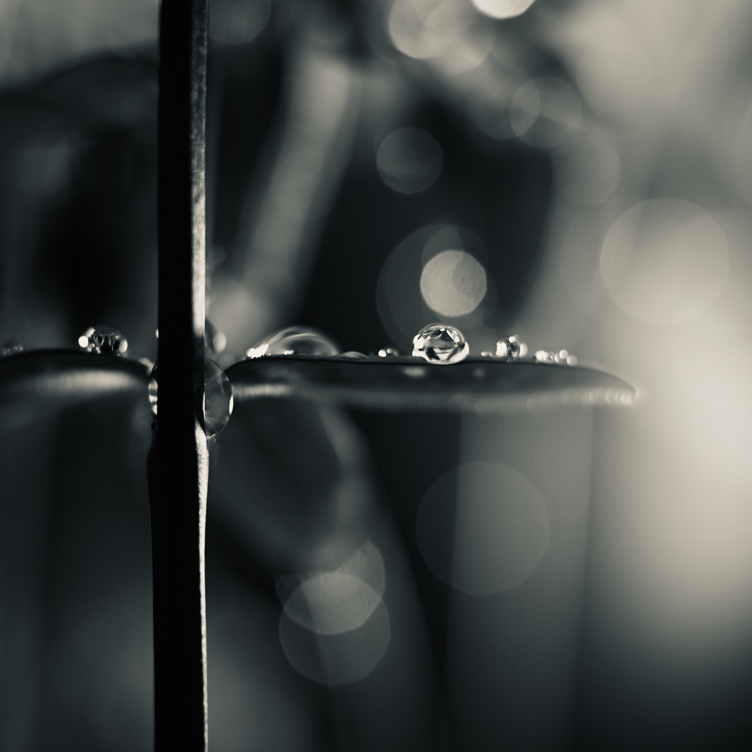 bokeh nach dem regen