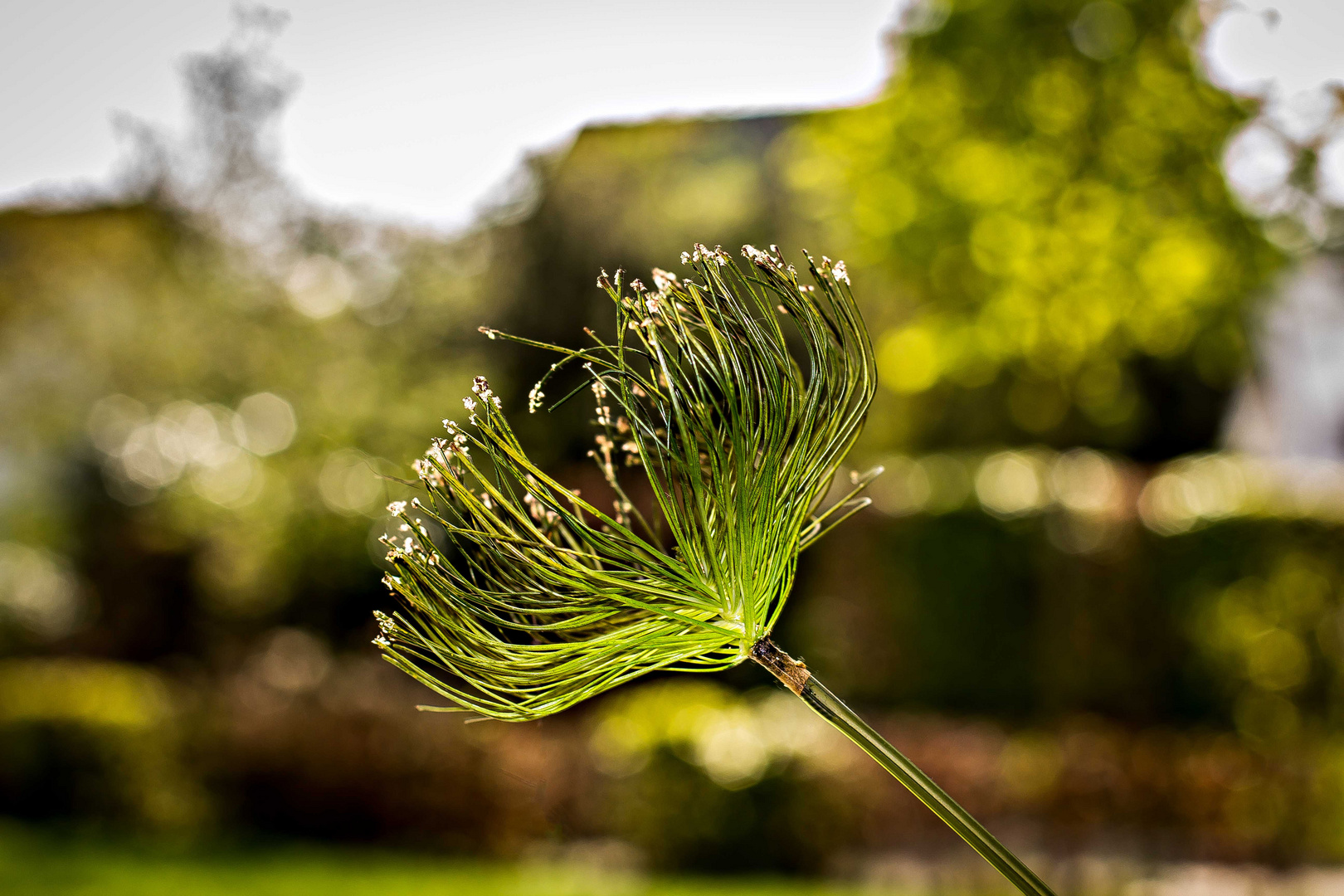 Bokeh Natur