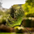 Bokeh Natur