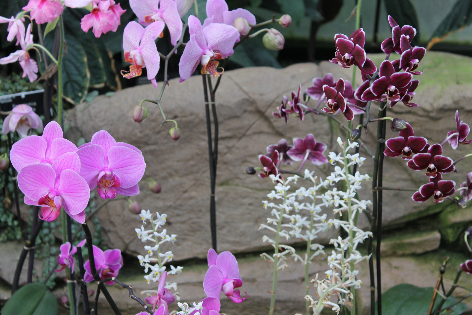 Bokeh Orchids