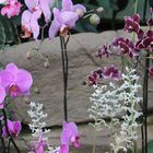 Bokeh Orchids