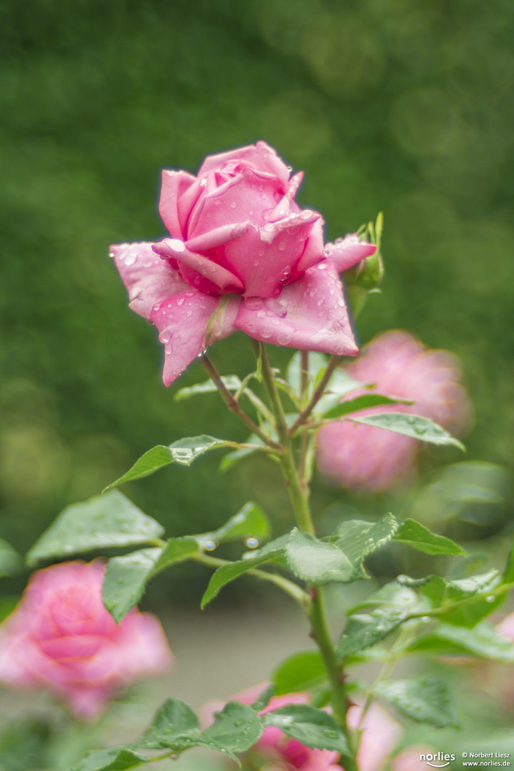 Bokeh-Rose