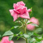 Bokeh-Rose