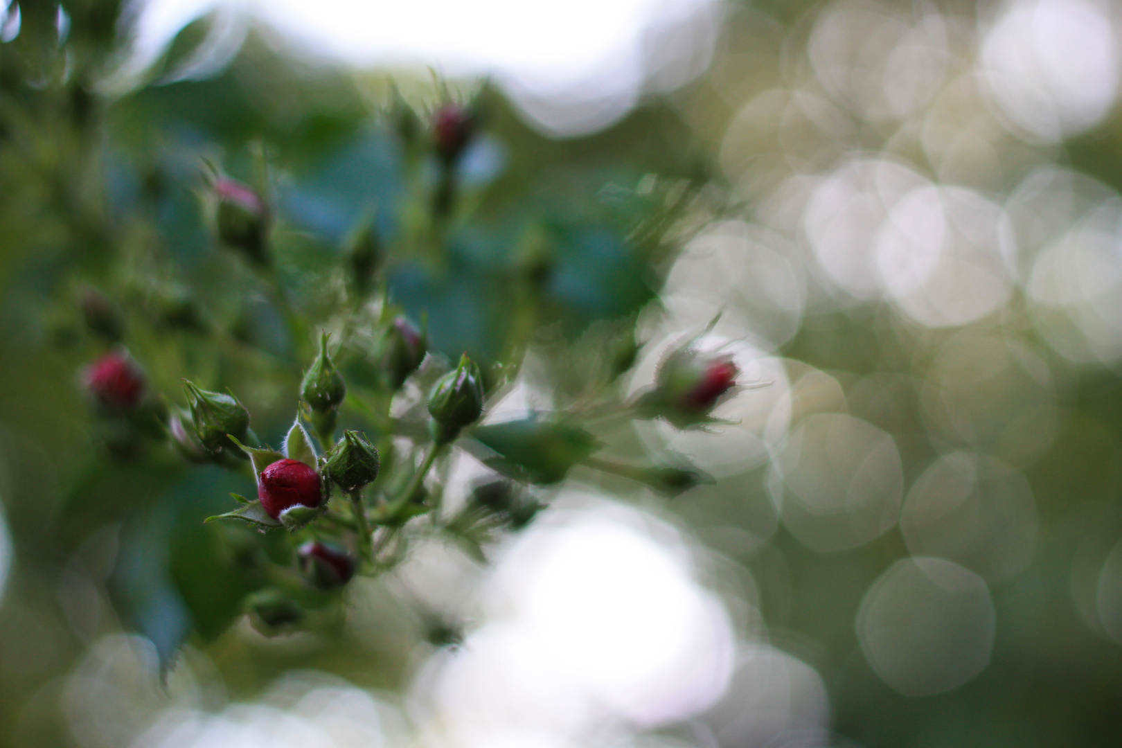 Bokeh Rosenknospen