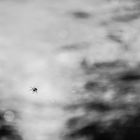 Bokeh-Spider