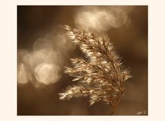 ...Bokeh und Schilf...