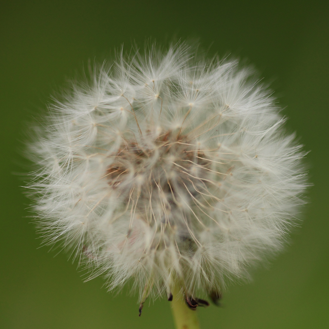 "Bokeh" verkehrt...