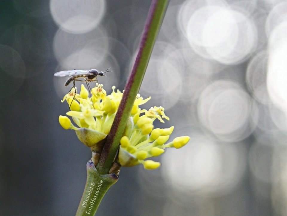 Bokeh vs. Mücke