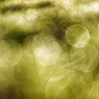 Bokeh Wiese