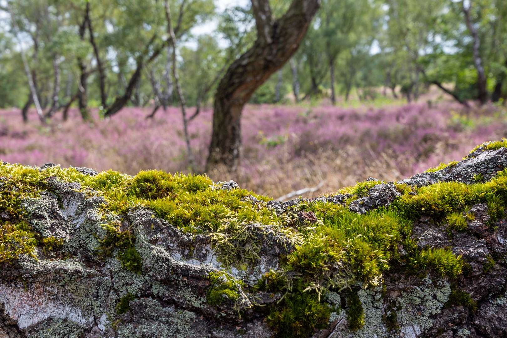 Bokeler Heide