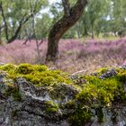 Bokeler Heide