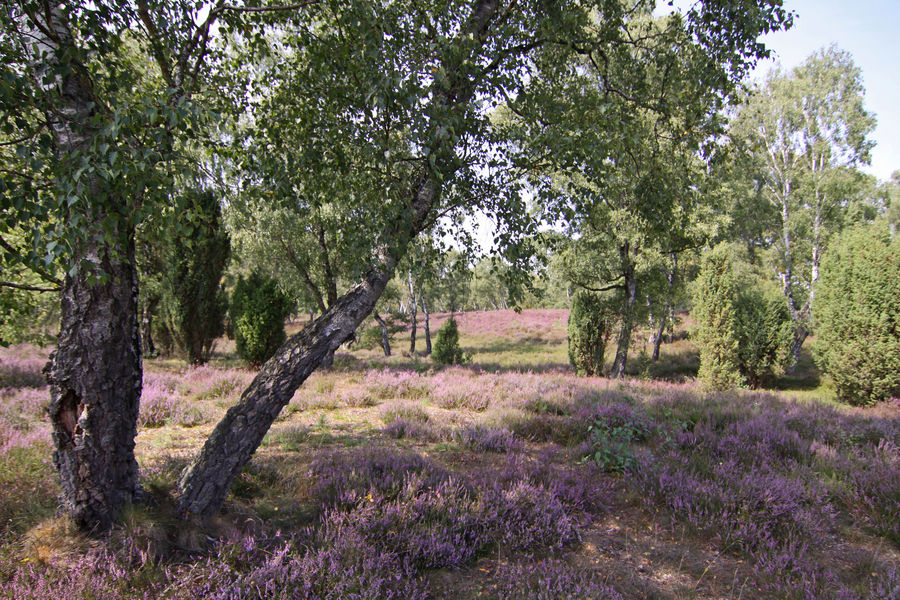 Bokeler Heide