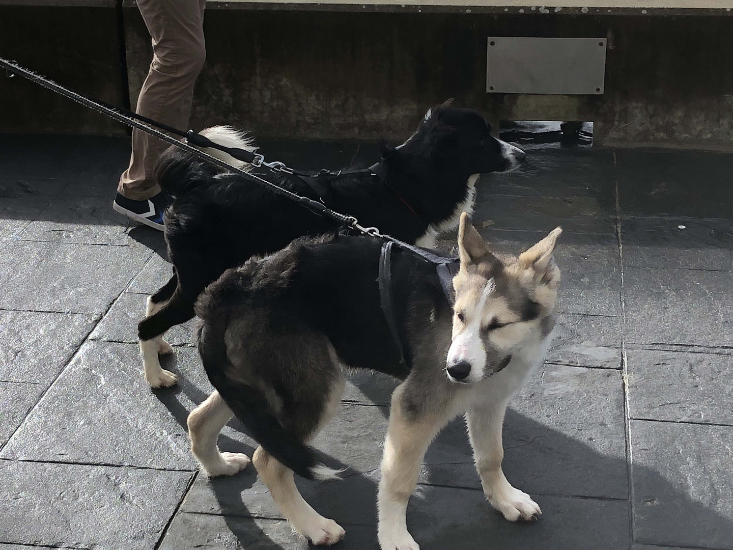 bol d'oxygène et de vent pour les chiens en vadrouille! 