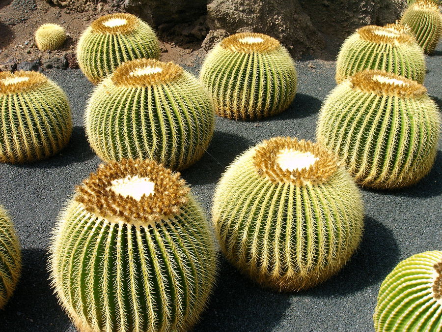 Bolas de Lanzarote