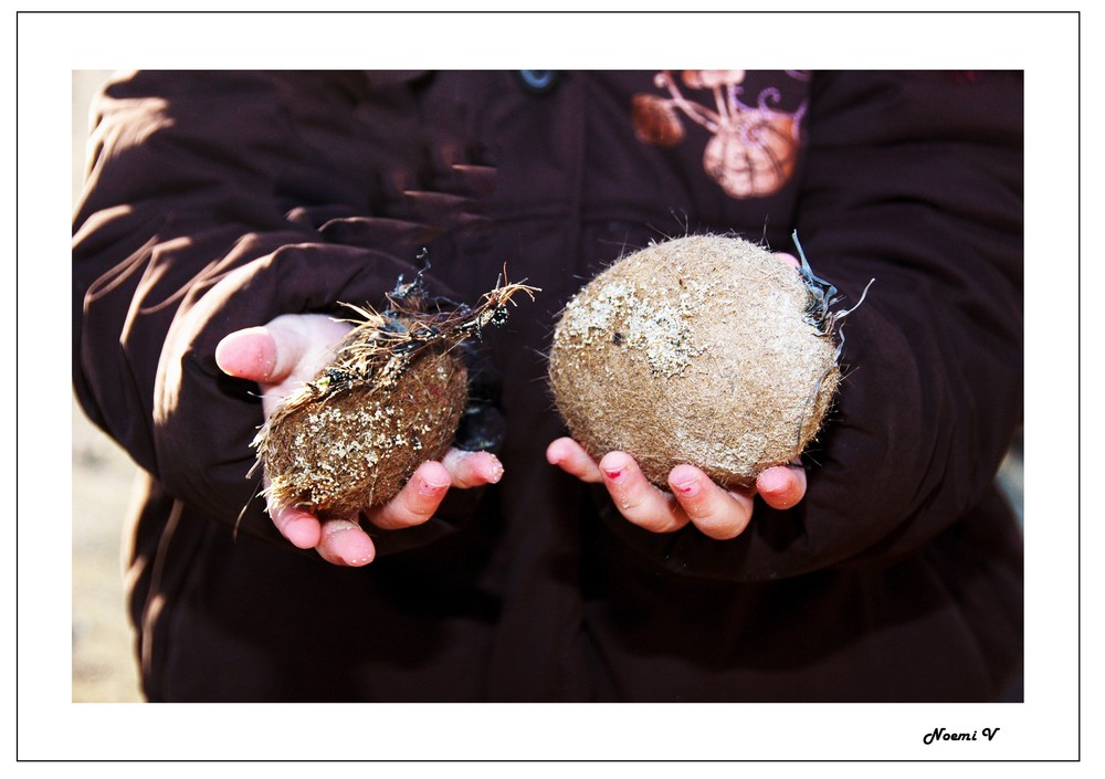 "Bolas de Posidonia"