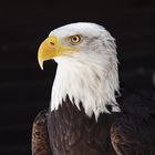 Bold eagle