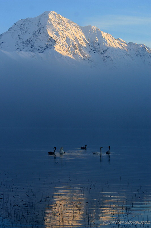 Bold Peak Swans, Eklutna Lake