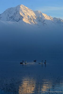 Bold Peak Swans, Eklutna Lake