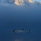 Bold Peak Swans, Eklutna Lake