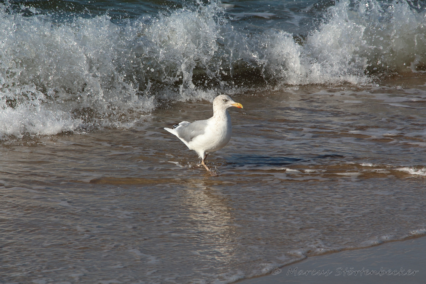 bold seagull