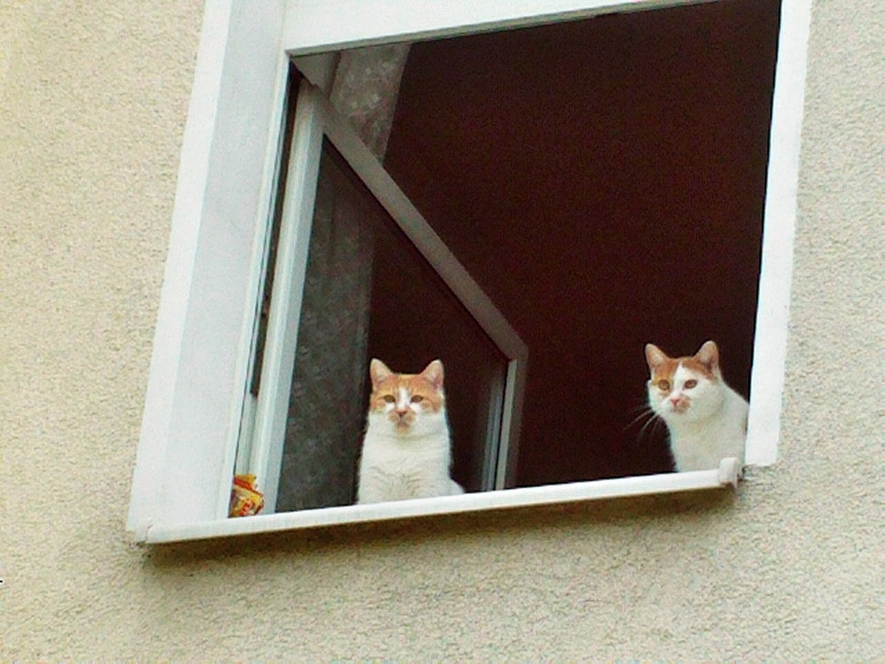 Boleck & Loleck am Fenster