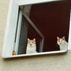 Boleck & Loleck am Fenster