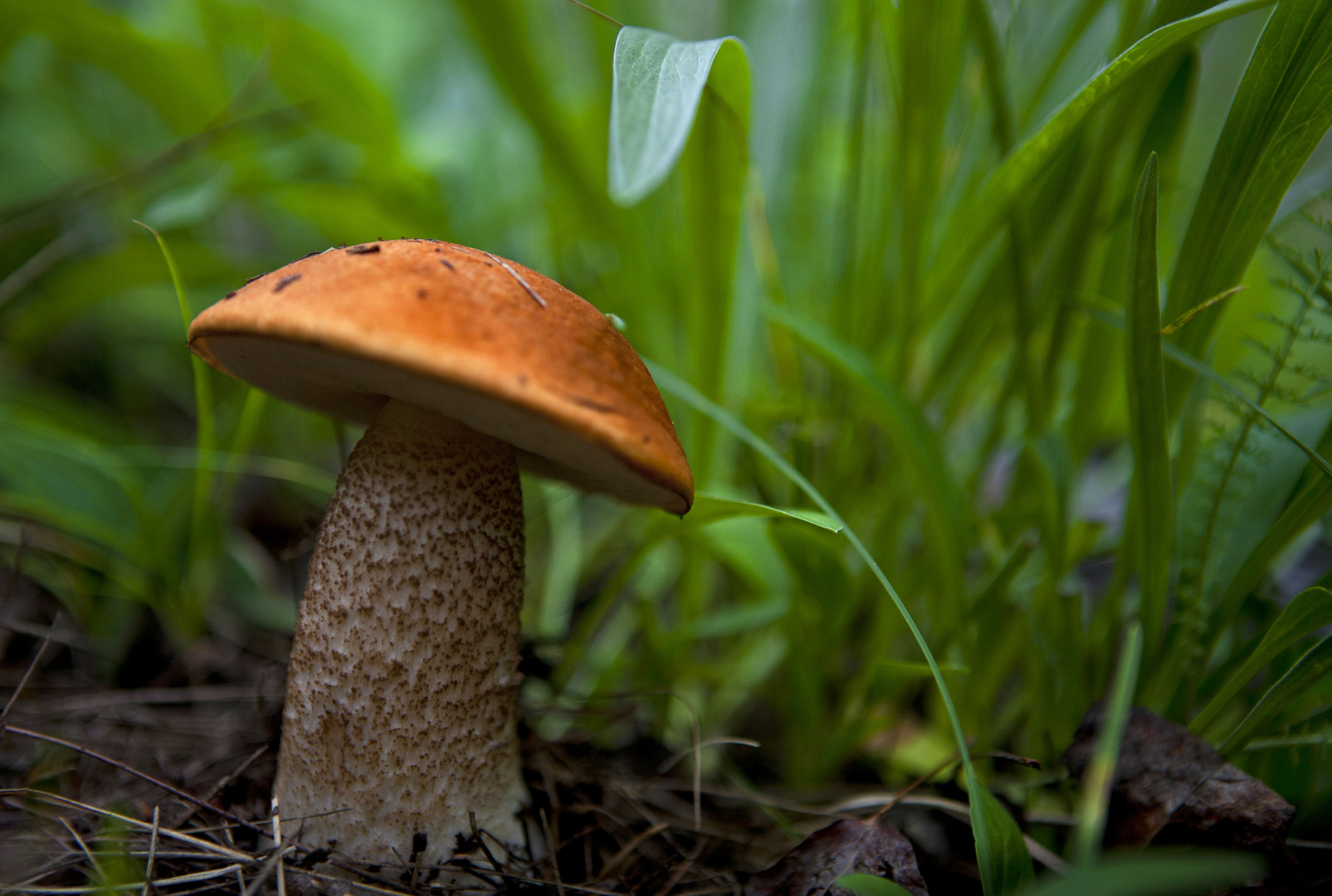 Bolete