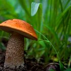 Bolete