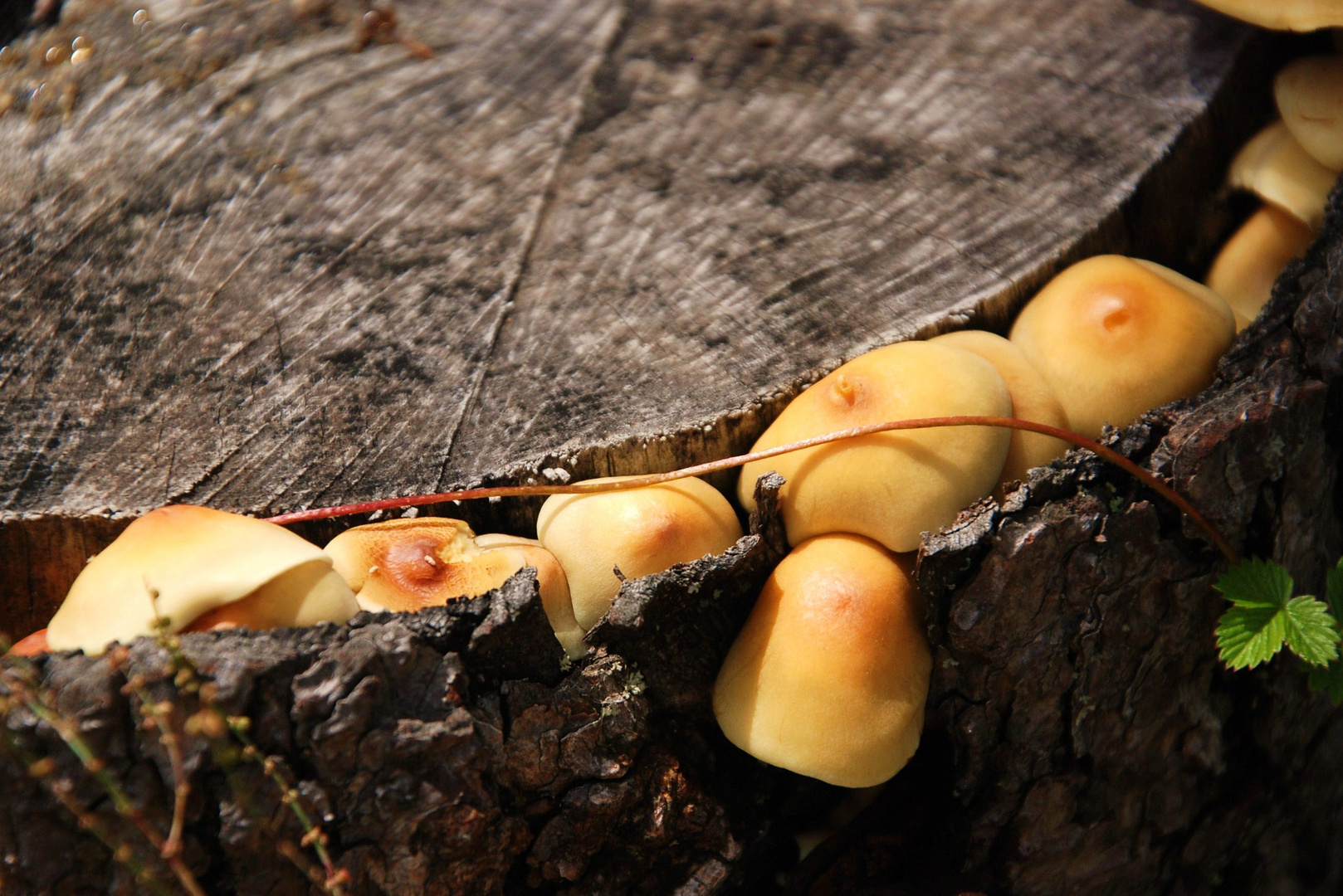 BOLETS A L´ARBRE. SETAS EN EL ÁRBOL. MUSHROOMS IN THE TREE. PILZE IN DER BAUM.