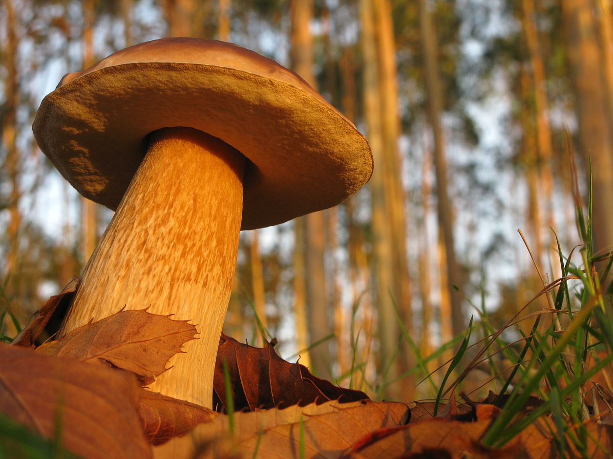 Boletus