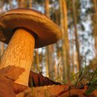 Boletus