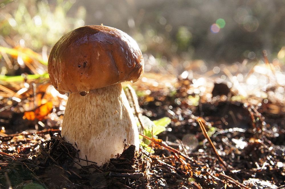 Boletus