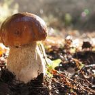 Boletus