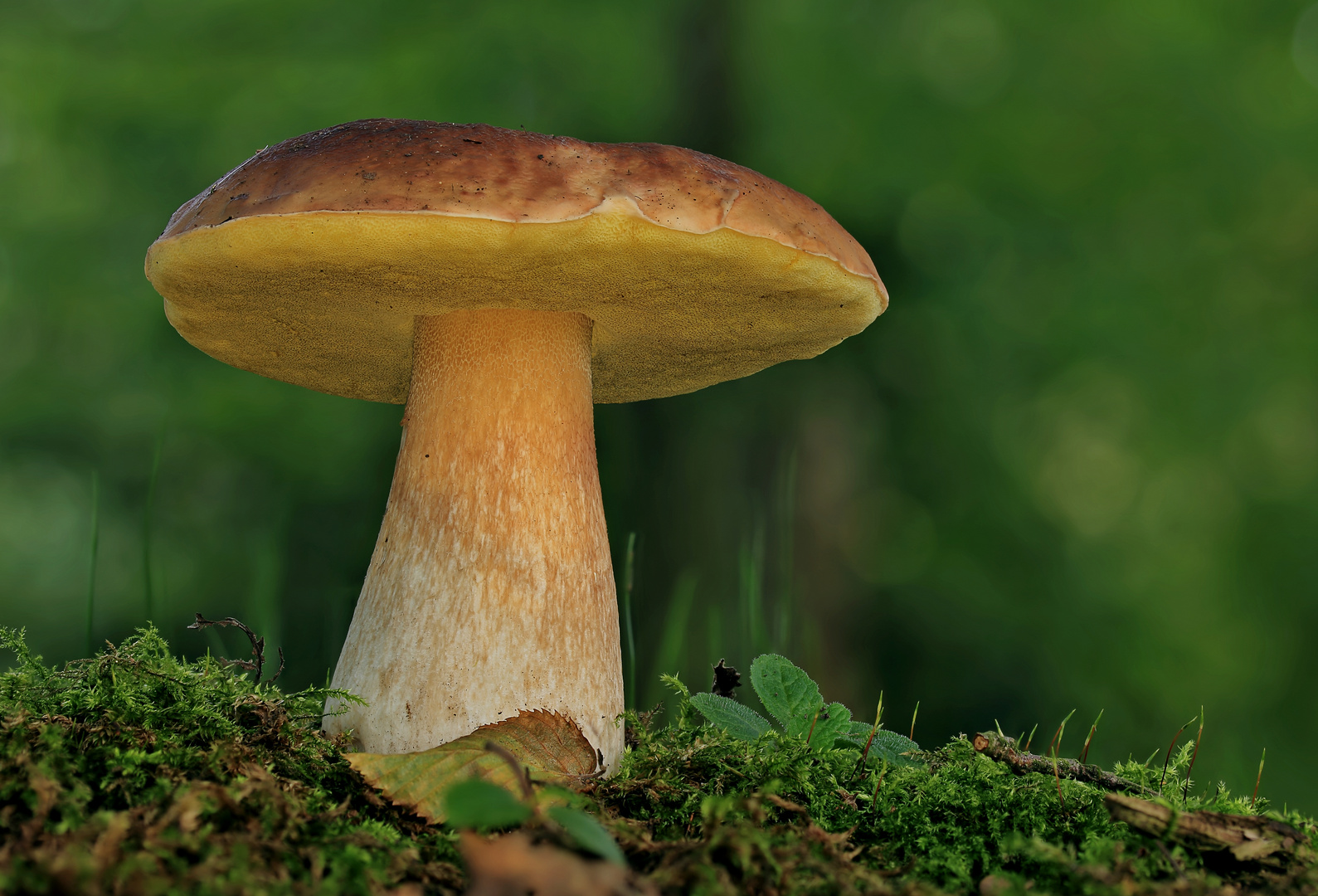 Boletus