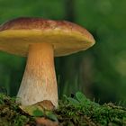 Boletus